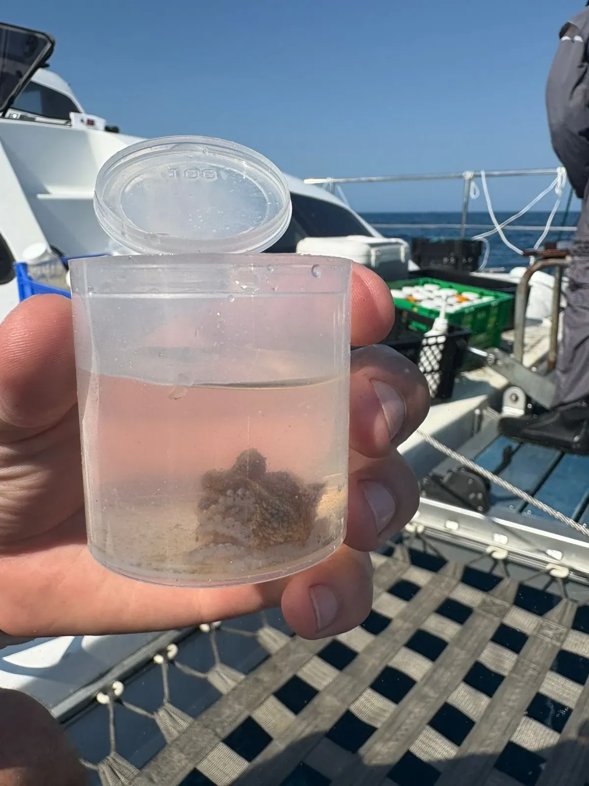 A hand holding a small clear pot of seawater with a tiny sea creature inside, about to be returned to the ocean, with Vaquita's trampoline net, a crate of sample bottles, and the open sea behind.