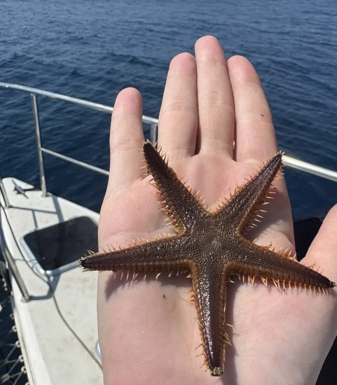 An open hand holding a small brown five-armed sea star, its orange-tipped spines catching the light, with Vaquita's guard rail and the deep-blue open sea behind, moments before it was returned to the ocean.